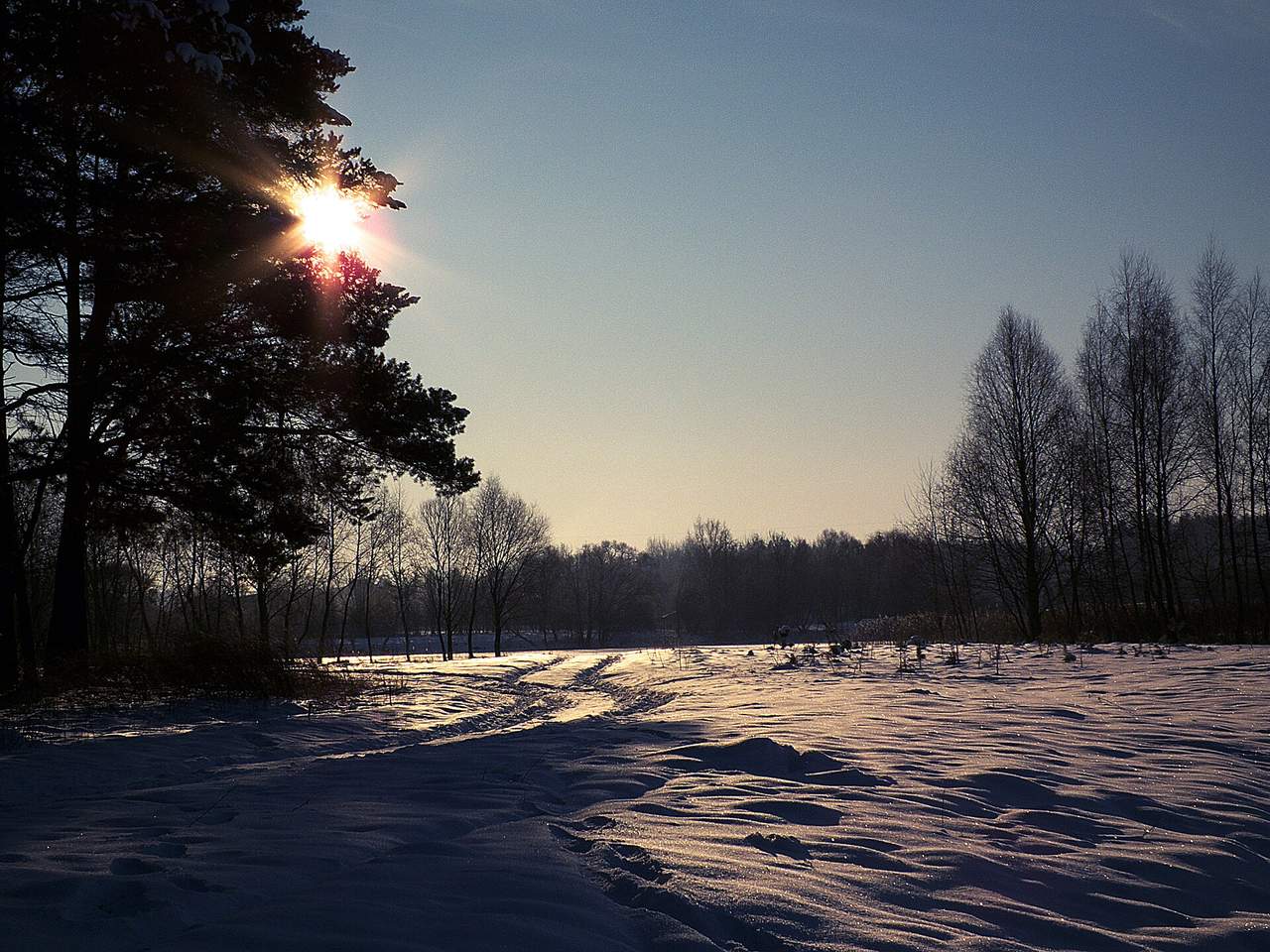 Sniegu padengtas laukas Panevėžyje, saulė šviečia pro pušies šakas, tolumoje plikų medžių eilė