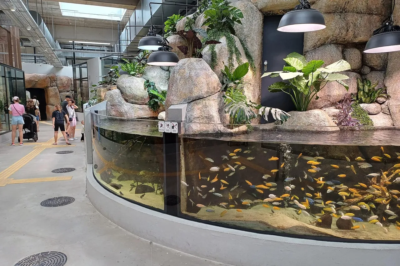 Apvalus akvariumas su spalvotomis žuvimis, aplink uolų imitacija ir lankytojai Kauno zoologijos sodo pastate