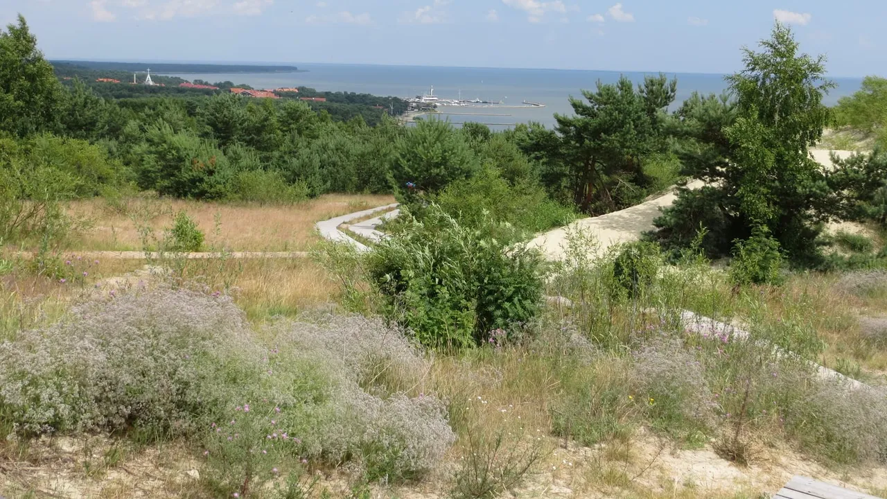 Nidos uostas ir mišku apaugęs Kuršių marių krantas, žvelgiant nuo kopos