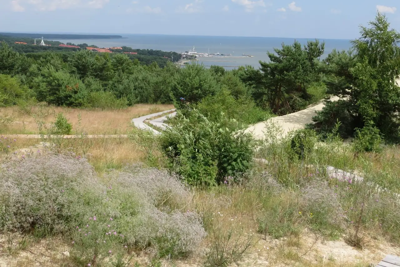 Nidos uostas ir mišku apaugęs Kuršių marių krantas, žvelgiant nuo kopos