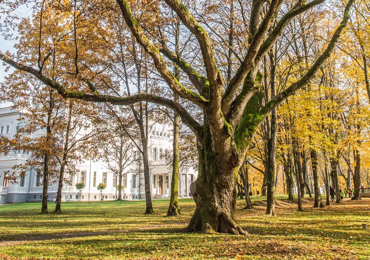 Rudeninis Perkūno ąžuolas Plungės parke, už jo medžių matosi balti Oginskių rūmai