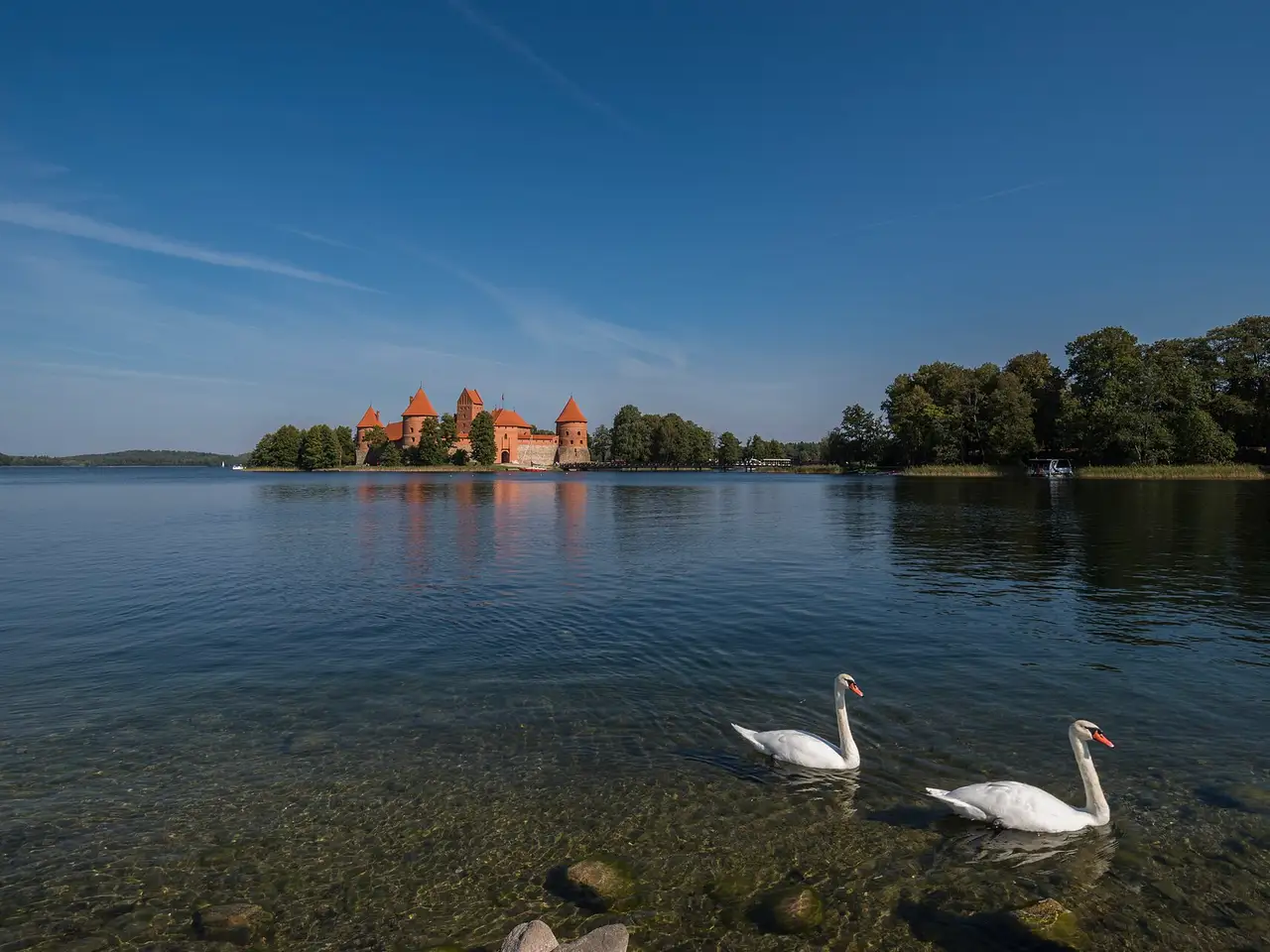 Trakų salos pilis už ežero, priekyje du baltos gulbės plaukia skaidriu vandeniu