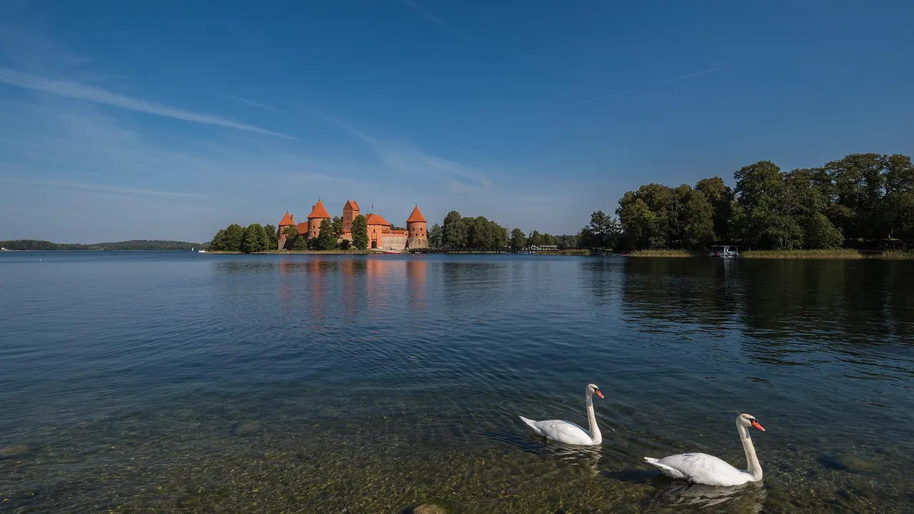 Trakų salos pilis už ežero, priekyje du baltos gulbės plaukia skaidriu vandeniu