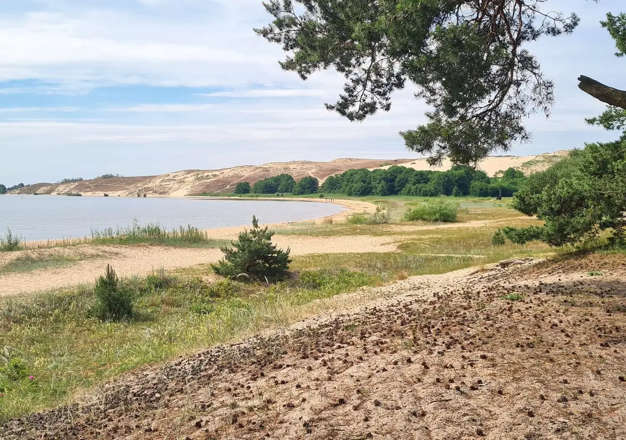 Pušys ir smėlėtas Kuršių marių krantas, tolumoje šviečia šviesios kopų atšlaitės