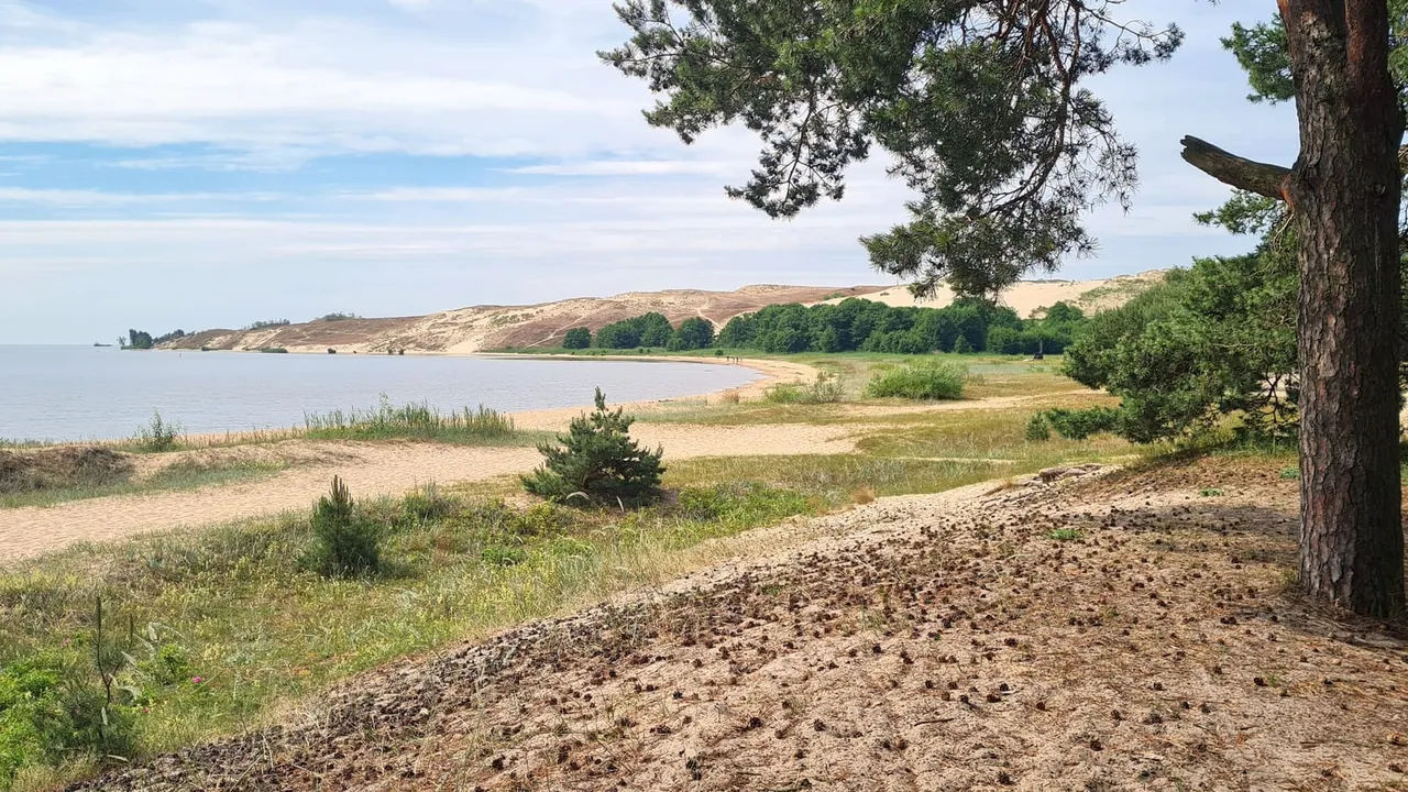 Pušys ir smėlėtas Kuršių marių krantas, tolumoje šviečia šviesios kopų atšlaitės